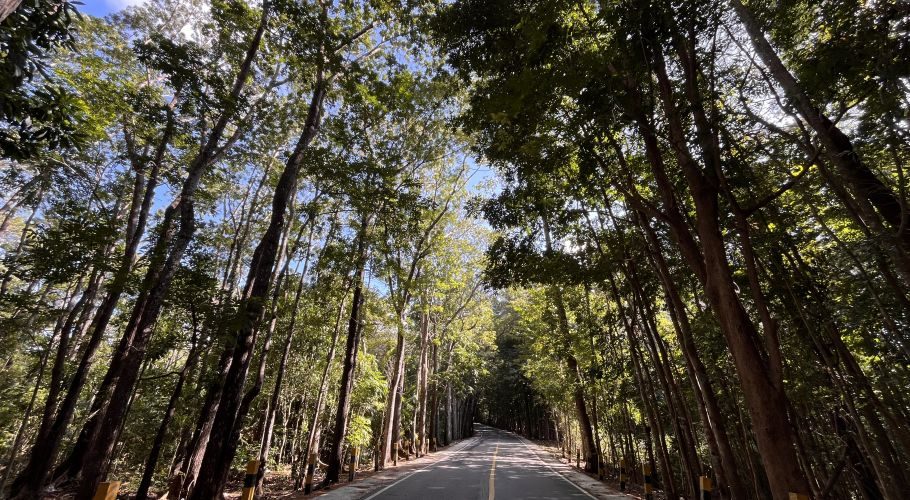 A paved road winds through a dense forest of towering green trees, forming a natural canopy under a bright blue sky.