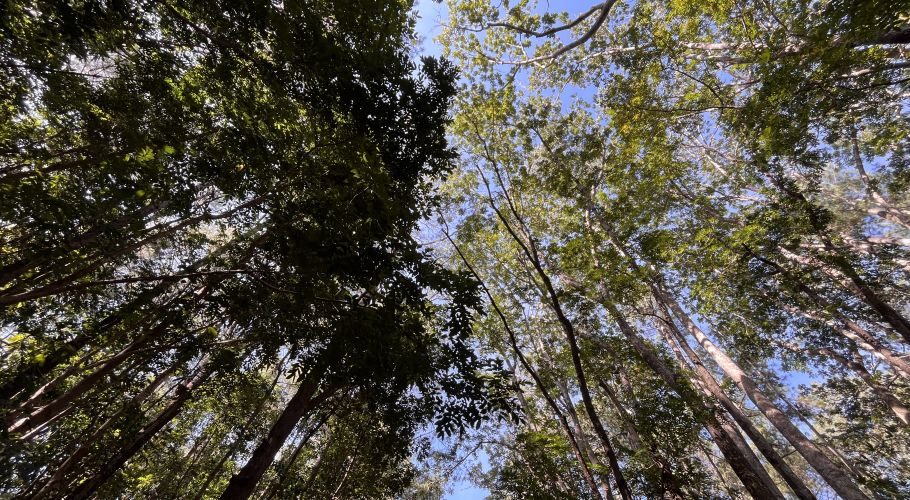 Looking up into a dense canopy of tall, green-leafed trees with brown trunks against a bright blue sky, sunlight filtering through.