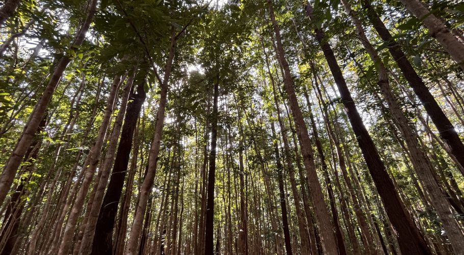 A low-angle view shows numerous tall, slender tree trunks reaching upwards, with lush green canopies filtering bright sunlight in a dense forest.