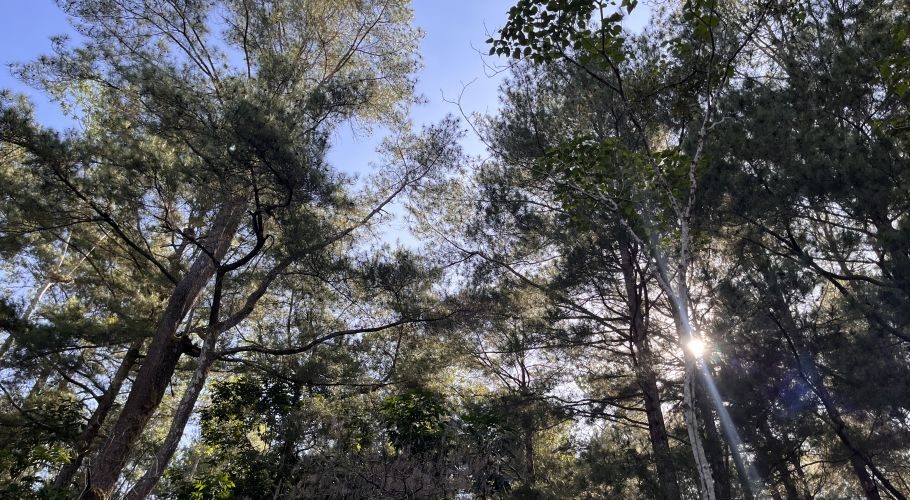 Looking up through a dense canopy of tall, dark green trees, bright blue sky is visible with sun rays filtering through the leaves on the right.