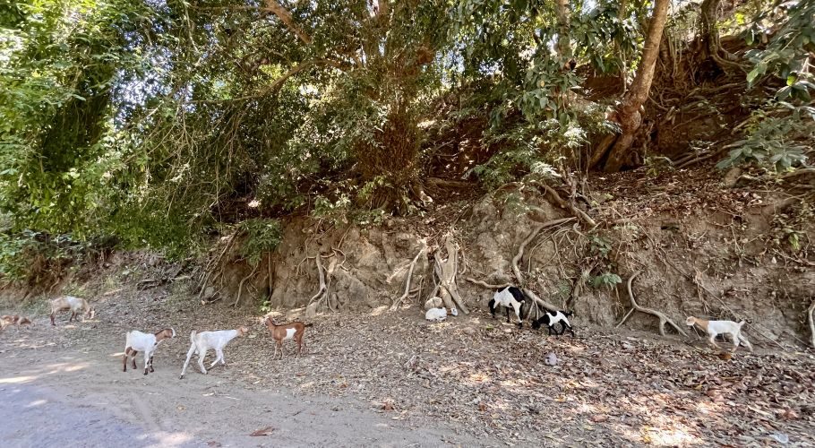 Several goats, white, brown, and black-and-white, roam a sunlit dirt path and rocky embankment with exposed tree roots beneath lush green foliage.