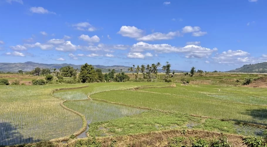Vast green rice paddies, some flooded, stretch under a bright blue sky with white clouds in a rural landscape with distant hills and scattered trees.