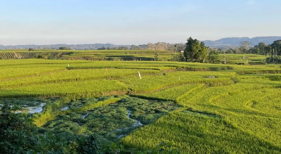 Vast, lush green terraced rice fields of Tema Tana in Sumba Barat Daya are illuminated by sunlight under a clear blue sky.