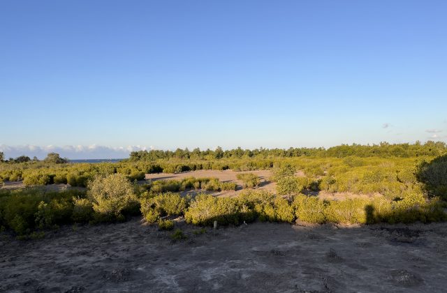 A vast Temu Mangrove Forest in East Sumba features green bushes and trees, dry earth, and a distant blue sea under a clear sky.