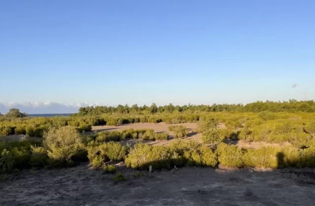 A vast Temu Mangrove Forest in East Sumba features green bushes and trees, dry earth, and a distant blue sea under a clear sky.