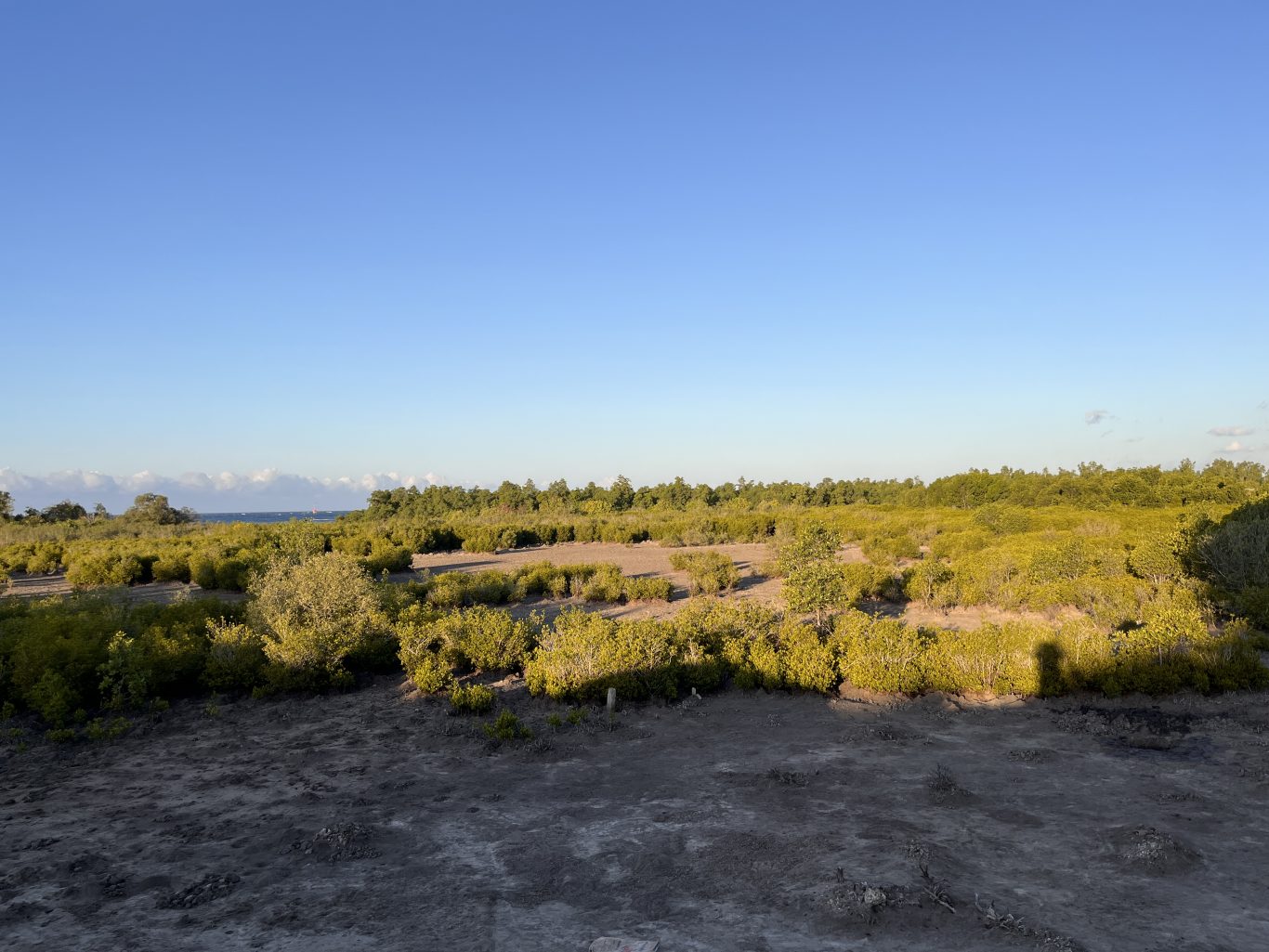 A vast Temu Mangrove Forest in East Sumba features green bushes and trees, dry earth, and a distant blue sea under a clear sky.