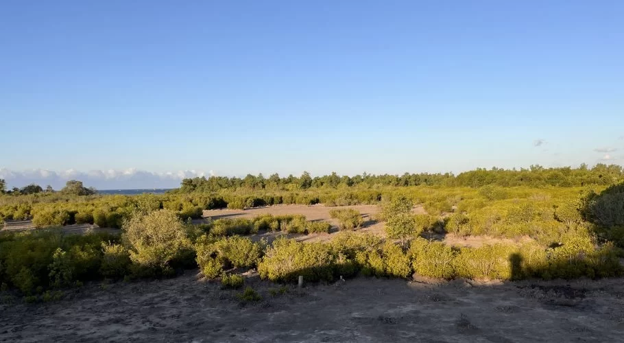 A vast Temu Mangrove Forest in East Sumba features green bushes and trees, dry earth, and a distant blue sea under a clear sky.