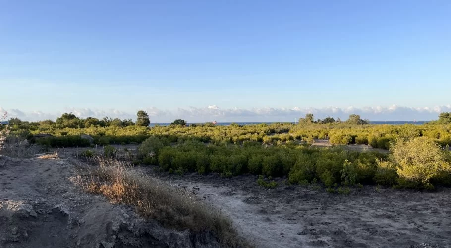A vast Temu Mangrove Forest stretches under a clear blue sky, with dry grey ground in the foreground and the ocean visible in the distance.