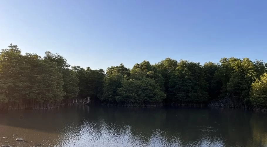 Dense green mangrove trees line the dark, calm water of a forest under a clear blue sky at Temu Mangrove Forest.