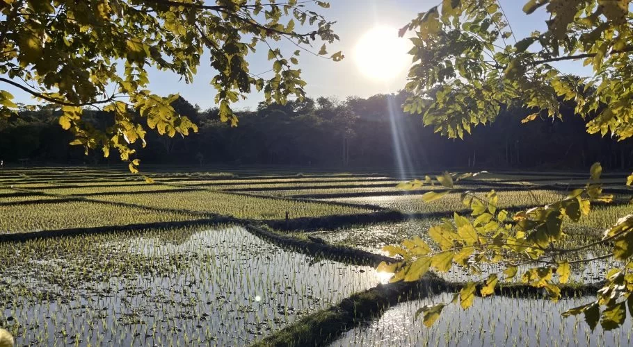 Meticulously arranged, water-filled rice paddies with young green plants stretch under a bright sun, framed by dark green tree branches and a distant forest.