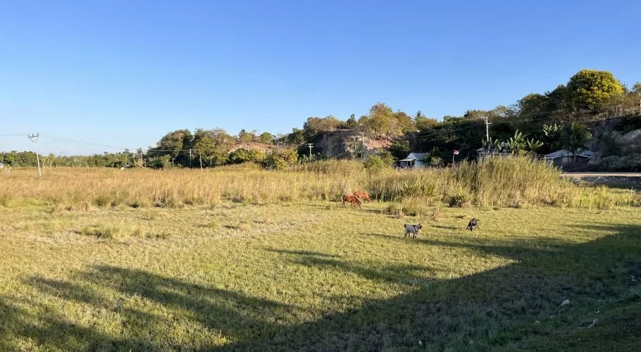 A wide view of a sunlit grassy field where two brown cows graze and two dogs walk, with a backdrop of trees, houses, and utility poles under a clear blue sky.