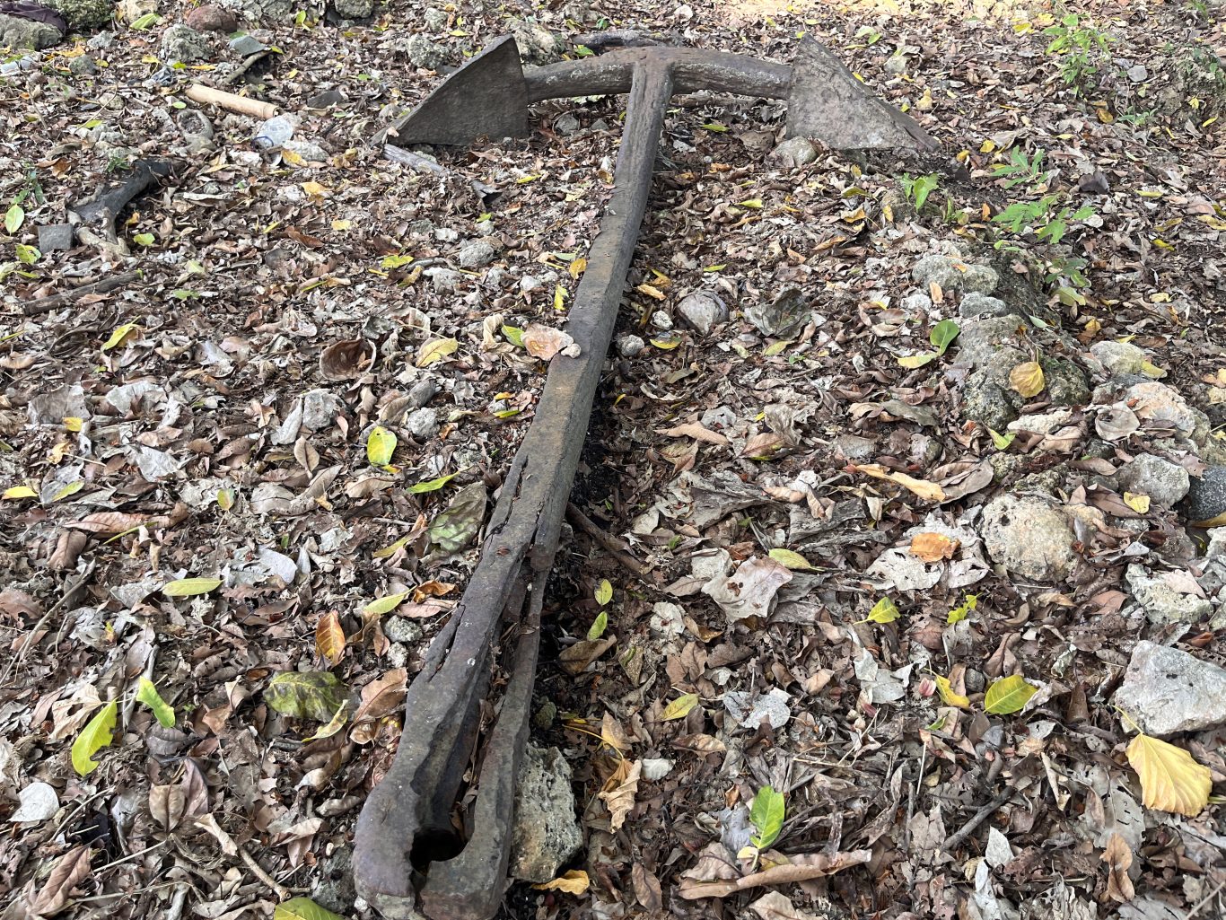 A dark, weathered, centuries-old anchor lies partially visible on the ground, surrounded by dry leaves, small rocks, and green sprouts.