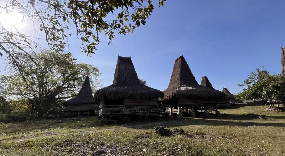 Traditional Sumbanese houses with tall, conical thatched roofs stand on wooden stilts in a grassy village under a bright blue sky.