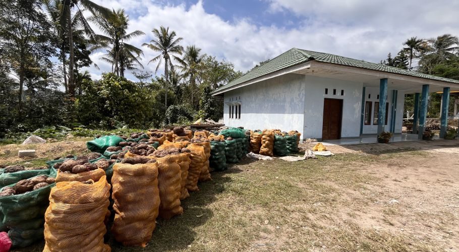 Rows of mesh sacks filled with brown, human-shaped sweet potatoes are stacked outside a white building with a green roof, surrounded by palm trees under a cloudy sky.