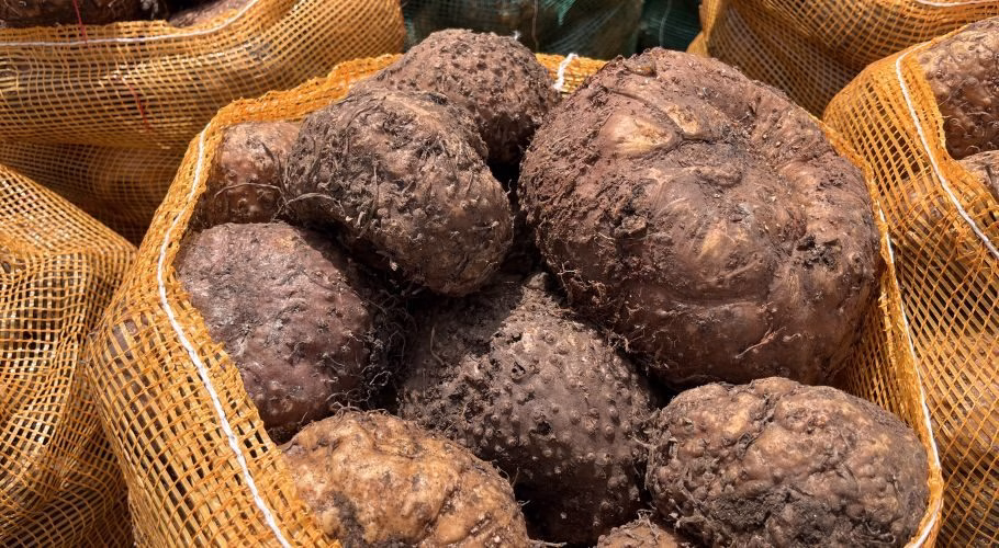 Large, dark brown, human-shaped Ubi Manusia sweet potatoes, covered in soil, are packed into orange mesh sacks after harvest.