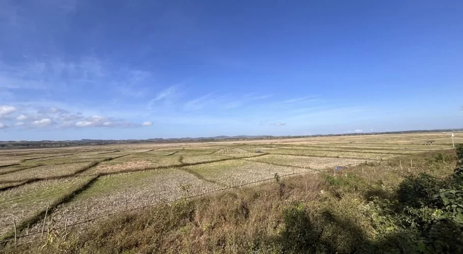 Expansive, dry rice fields stretch under a bright blue sky with scattered white clouds in Umbu Pabal, Central Sumba.