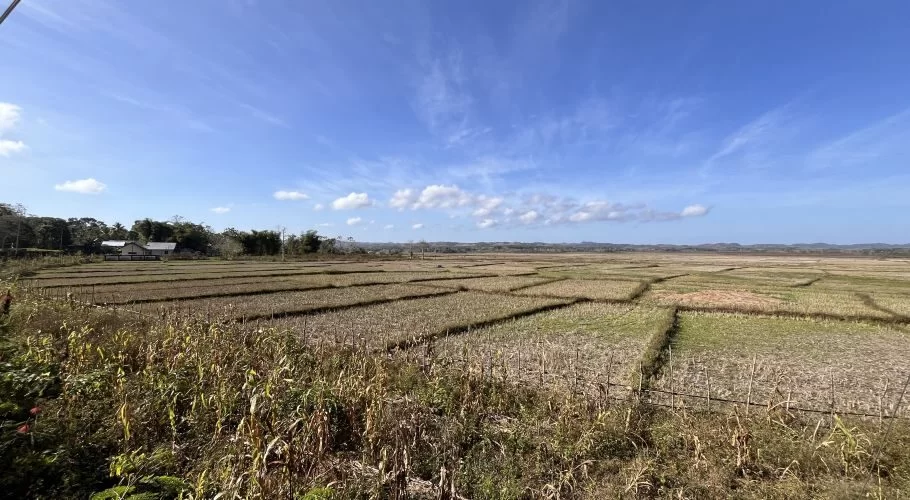 Expansive, mostly harvested rice fields stretch under a bright blue sky with scattered white clouds, with distant houses nestled among trees on the left.
