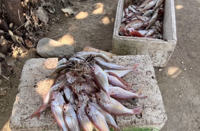 Wai Hura Fisheries