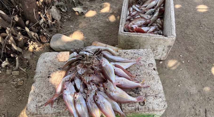 Freshly caught reddish-silver fish are piled on a weathered white cooler outdoors, with more fish in a second cooler on sandy ground.