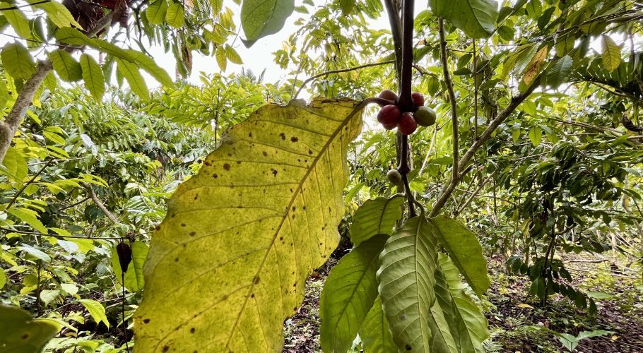 Close-up of a coffee plant branch in a lush green plantation, showing both ripe red and unripe green coffee cherries among large leaves.