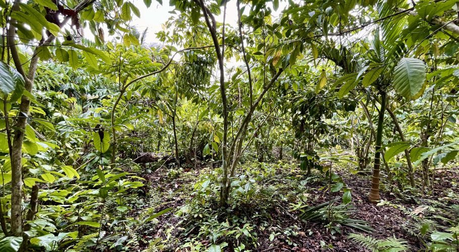 A dense, verdant coffee plantation in Southwest Sumba, Indonesia, features numerous green-leafed coffee trees and lush undergrowth.