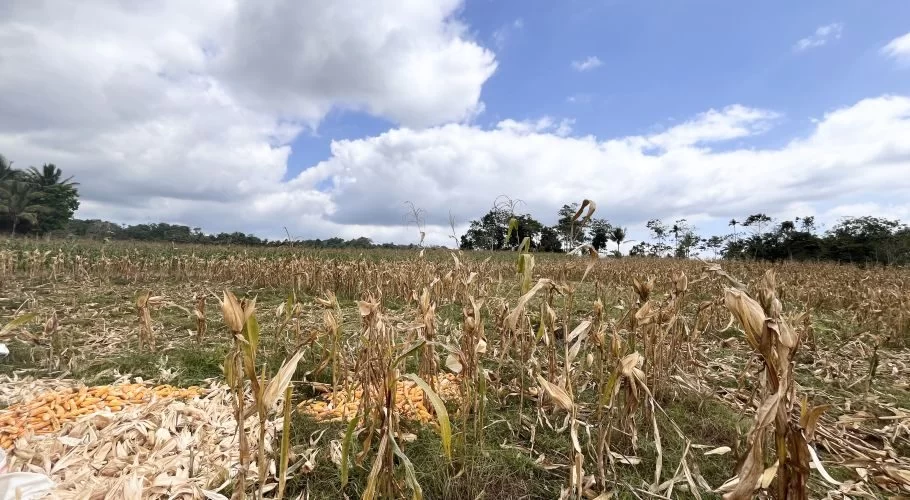 A vast cornfield in Sumba shows dry brown stalks and piles of yellow corn cobs on the ground under a partly cloudy blue sky.