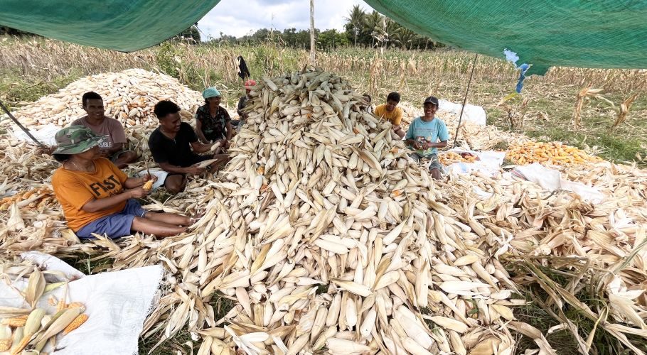 Several farmers sit under a green tarp in a cornfield, actively husking large piles of light brown and yellow corn cobs.