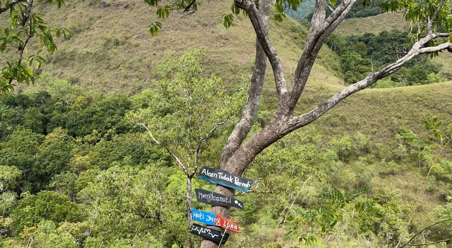 A tree with colorful, hand-painted signs attached to its trunk stands before rolling green and brown hills covered in vegetation.