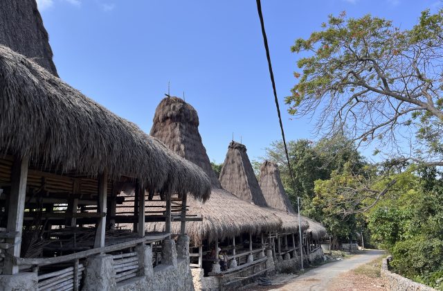 Traditional Sumbanese houses with tall, conical thatched roofs line a village path under a clear blue sky, surrounded by green trees.