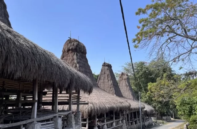 Traditional Sumbanese houses with tall, conical thatched roofs line a village path under a clear blue sky, surrounded by green trees.
