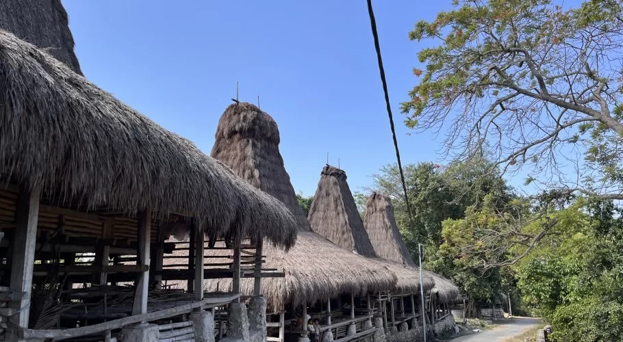 Traditional Sumbanese houses with tall, conical thatched roofs line a village path under a clear blue sky, surrounded by green trees.