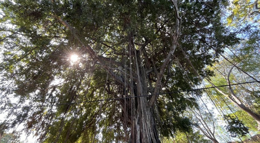 A majestic, ancient tree with a dense green canopy and numerous long aerial roots hanging down. Sunlight bursts through the leaves on the left.