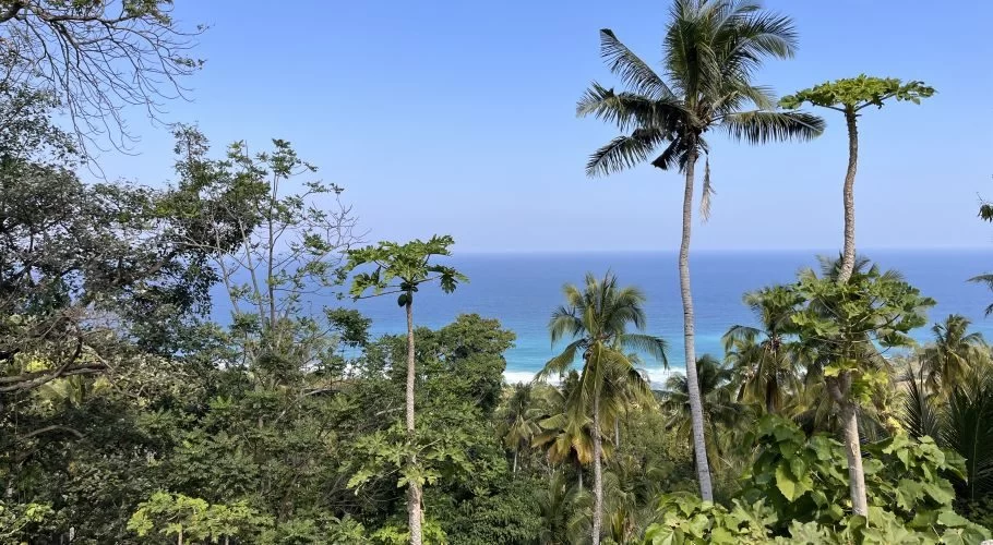 Lush green tropical trees, including palms, frame a panoramic view of a blue ocean with a turquoise shoreline and white sand beach.