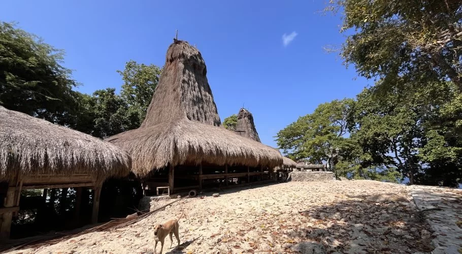 Traditional Sumba houses with tall thatched roofs stand on a sandy hillside under a clear blue sky, with a light brown dog walking in the foreground.