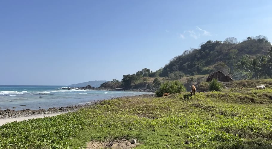 A tranquil Sumba beach with turquoise shallow waters, a rocky shore, and green coastal plants. Two cows graze near a small thatched hut under a clear blue sky.