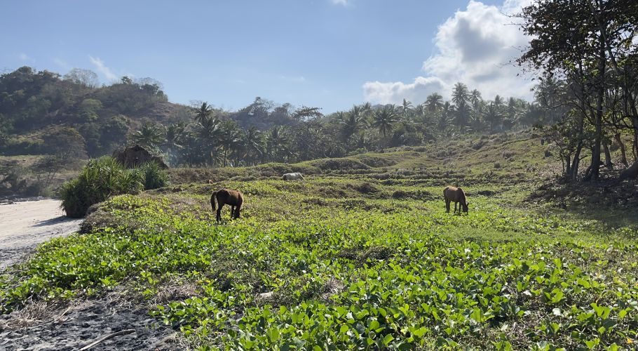 Three horses graze in a vibrant green field beside a sandy beach, with lush hills and palm trees under a blue sky.