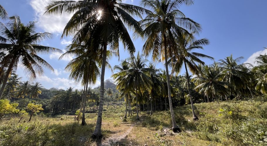Tall coconut palm trees with green fronds line a dirt path under a bright blue sky with scattered clouds, leading towards distant green hills.