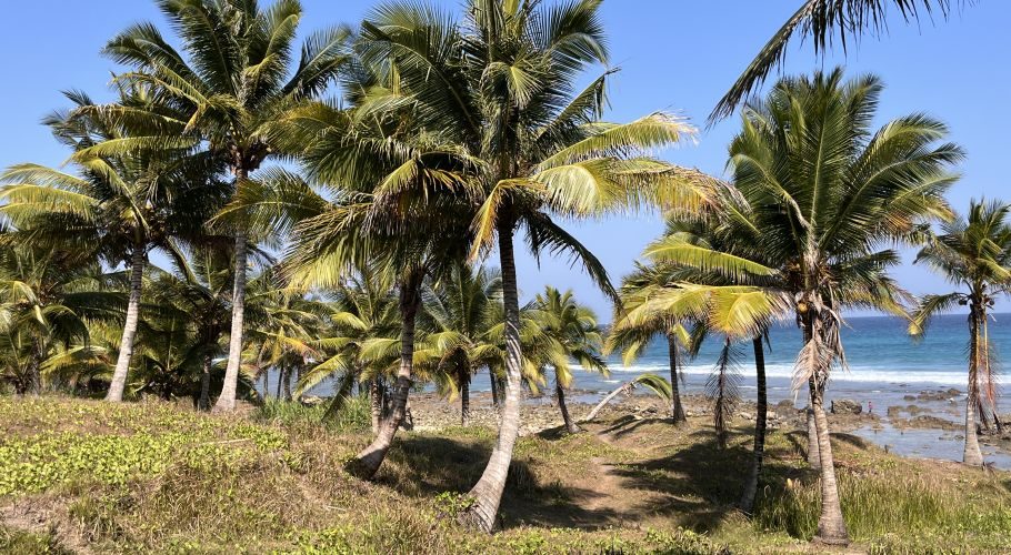 Numerous green coconut palm trees line a grassy slope descending to a rocky beach with blue ocean waves under a clear sky.