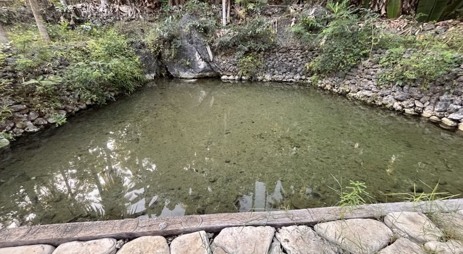 A clear, shallow natural spring pool with light green water is surrounded by lush tropical foliage and a stone wall in a sunny outdoor setting.