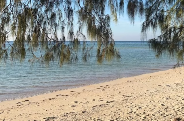 Green, needle-like foliage hangs over a pristine white sand beach with gentle turquoise waves under a clear blue sky.
