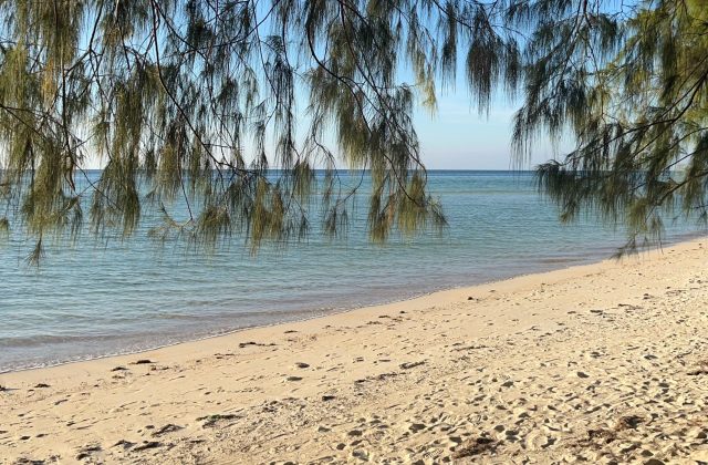 Green, needle-like foliage hangs over a pristine white sand beach with gentle turquoise waves under a clear blue sky.