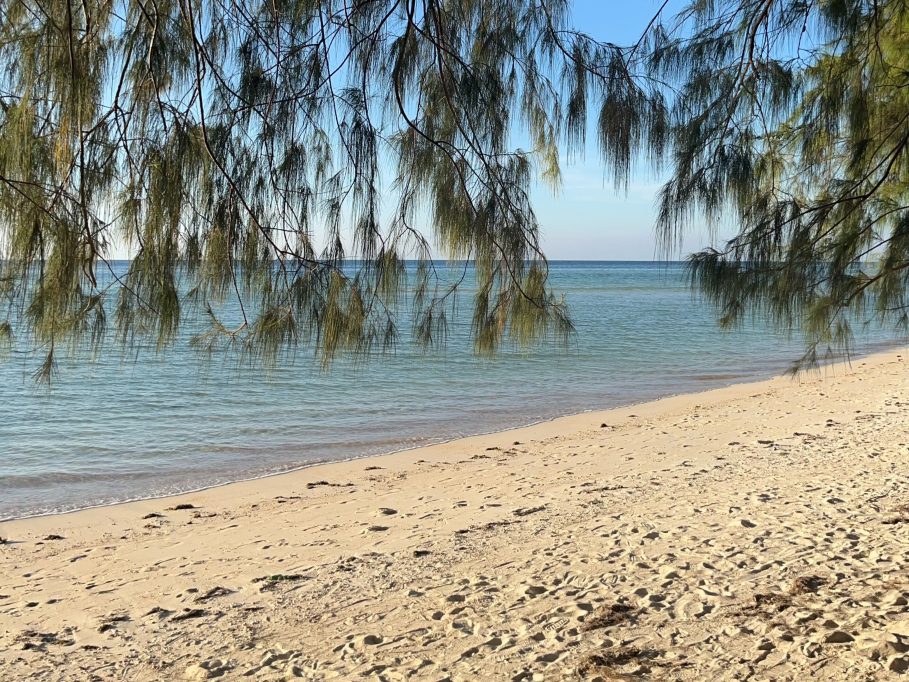 Green, needle-like foliage hangs over a pristine white sand beach with gentle turquoise waves under a clear blue sky.