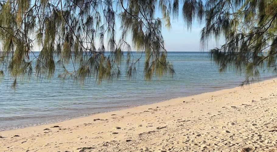Green, needle-like foliage hangs over a pristine white sand beach with gentle turquoise waves under a clear blue sky.