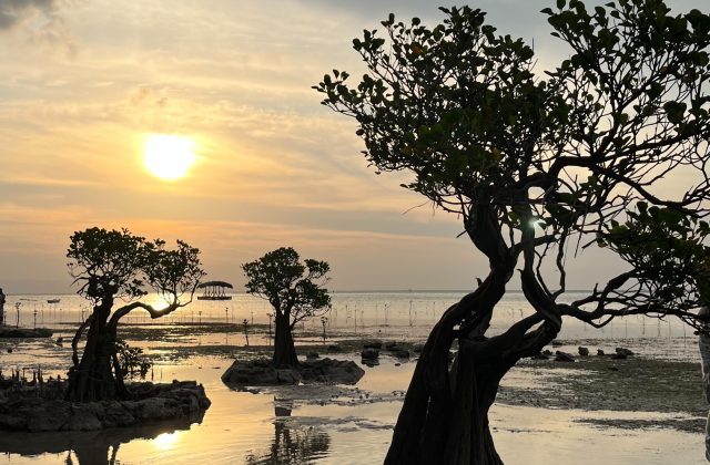 Silhouetted mangrove trees with twisted branches stand in shallow water under a golden sunset sky at Walakiri Beach.