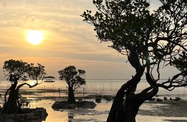 Silhouetted mangrove trees with twisted branches stand in shallow water under a golden sunset sky at Walakiri Beach.