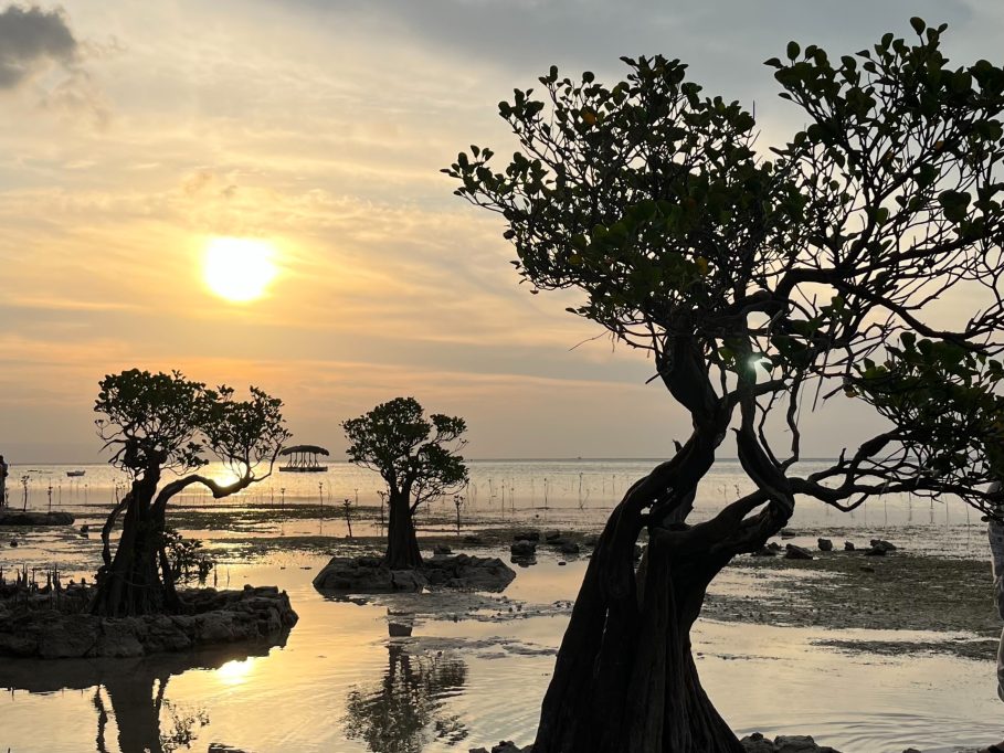 Silhouetted mangrove trees with twisted branches stand in shallow water under a golden sunset sky at Walakiri Beach.