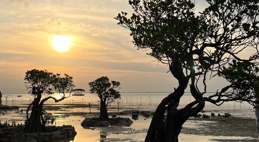 Silhouetted mangrove trees with twisted branches stand in shallow water under a golden sunset sky at Walakiri Beach.