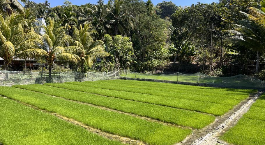 Bright green paddy seedlings grow in neat, water-filled rows at the Wanokaka nursery, surrounded by dense tropical trees and palm trees under a clear blue sky.