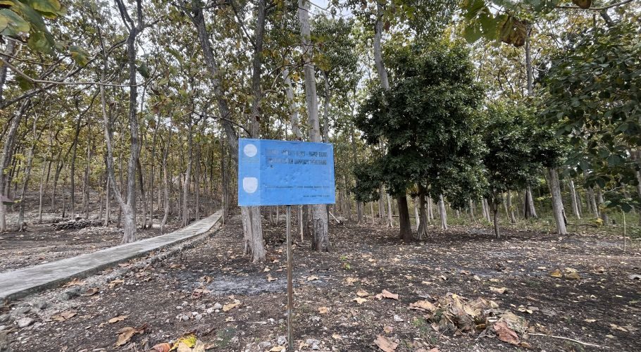 A concrete path winds through a dense teak forest with tall, slender trees and dry leaves on the ground, with a blue informational sign in the center.
