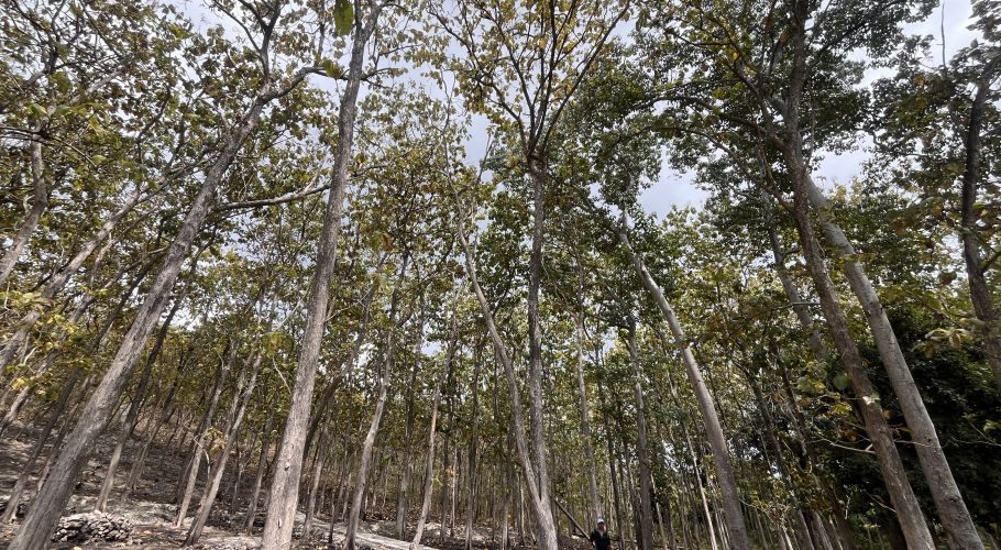 Tall, slender teak trees with light green and brown leaves fill the frame, reaching towards an overcast sky in the Watu Kawula Teak Forest.